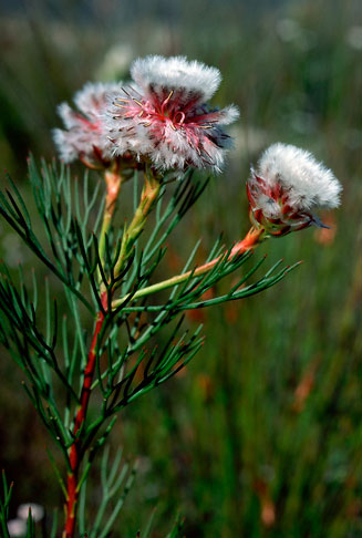 Serruria phylicoides (Bearded spiderhead)