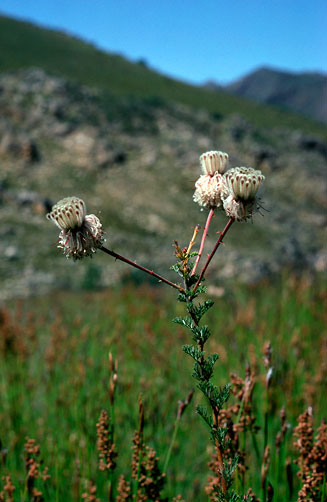 Serruria reflexa (Milky spiderhead)