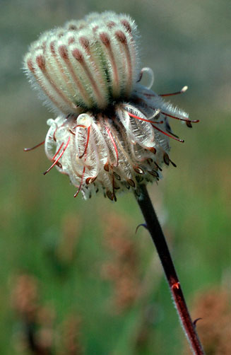 Serruria reflexa (Milky spiderhead)