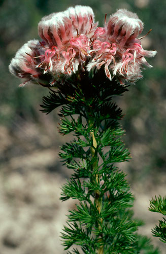 Serruria roxburghii (Short-leaf spiderhead)