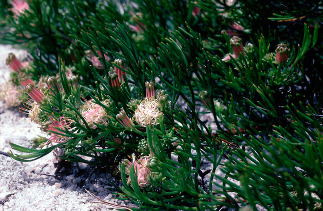 Serruria viridifolia (Mat spiderhead)