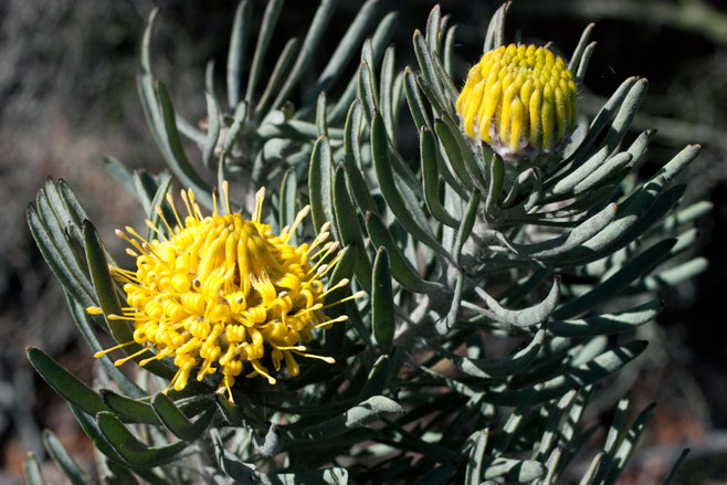 Leucospermum tomentosum (Saldanha pincushion)
