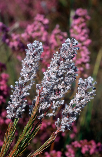 Spatalla propinqua (Lax spoon)