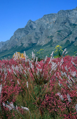 Spatalla propinqua (Lax spoon)
