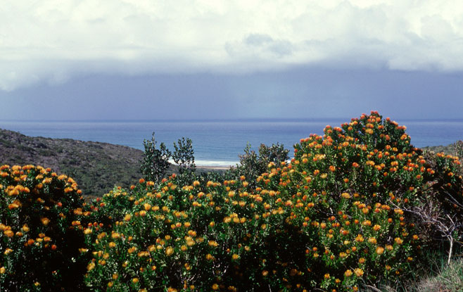 Leucospermum praecox