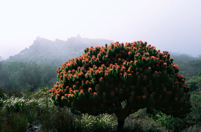 Mimetes fimbrifolius (Tree pagoda, Fringed pagoda)