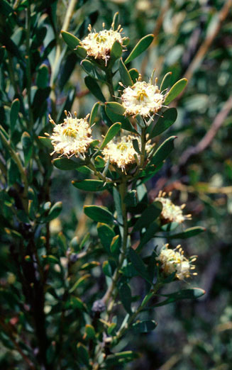 Leucadendron pubescens