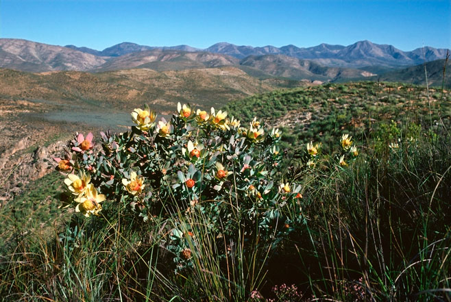 Leucadendron pubibracteolatum