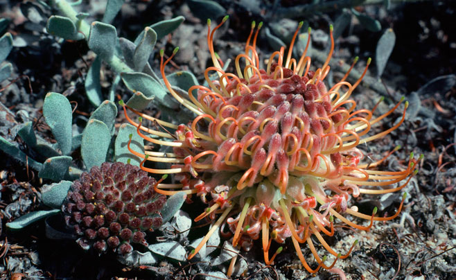 Leucospermum spathulatum (Cederberg pincushion)
