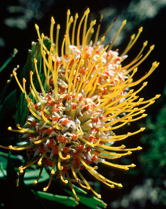Leucospermum truncatum (Limestone pincushion)