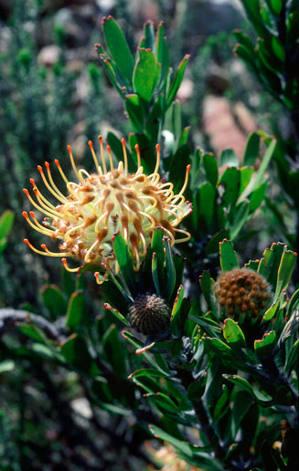 Leucospermum utriculosum (Breede River pincushion)