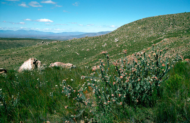 Leucospermum wittebergensis (Swartberg pincushion)