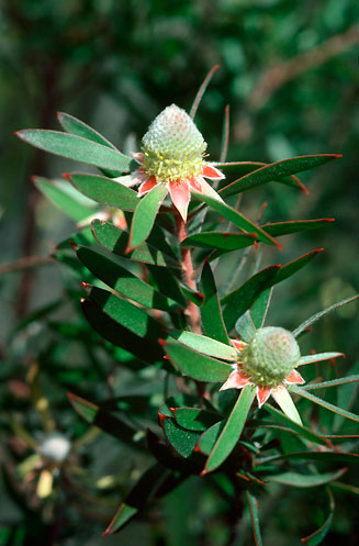 Leucadendron conicum