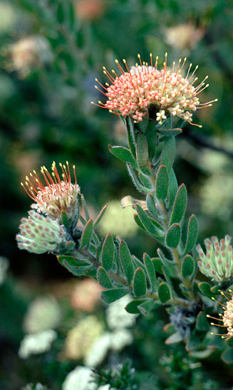 Leucospermum royenifolium (Eastern pincushion)