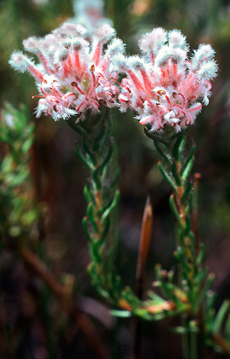 Spatalla tulbaghensis (Shaggy-hair spoon)