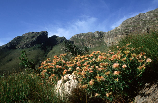 Leucospermum tottum (Ribbon pincushion)