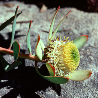Leucadendron arcuatum