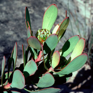 Leucadendron arcuatum