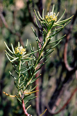 Leucadendron brunioides