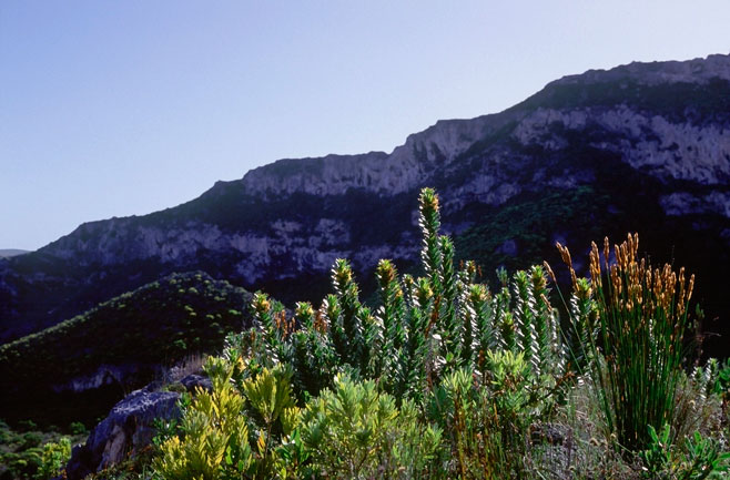 Mimetes saxatilis (Limestone pagoda)