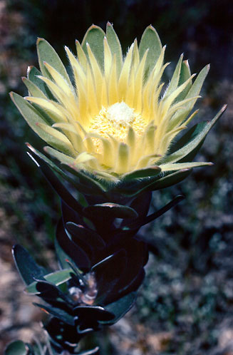 Leucadendron bonum