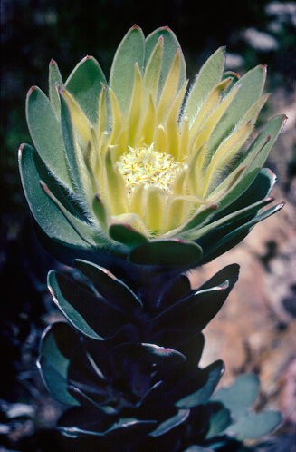 Leucadendron bonum