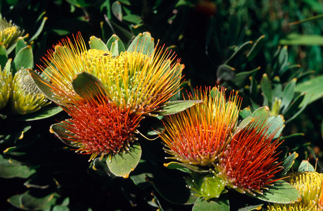 Leucospermum oleifolium