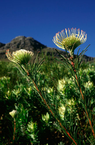 Leucospermum lineare (Needle-leaf pincushion)
