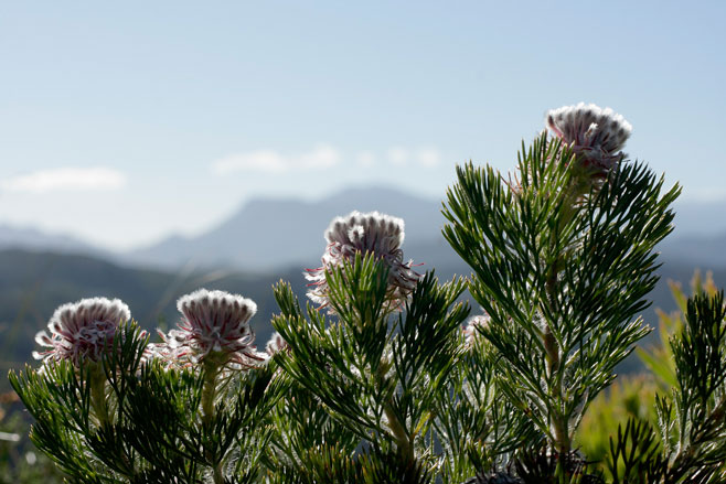 Serruria hirsuta (Swartkop spiderhead)
