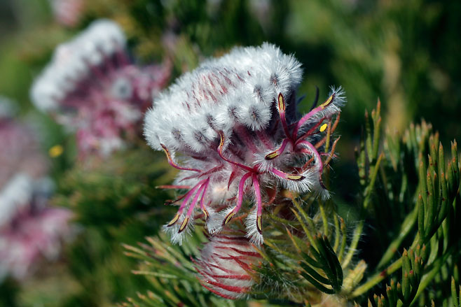 Serruria hirsuta (Swartkop spiderhead)