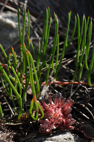 Serruria decumbens (Peninsula spiderhead)