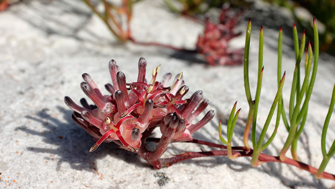Serruria decumbens (Peninsula spiderhead)