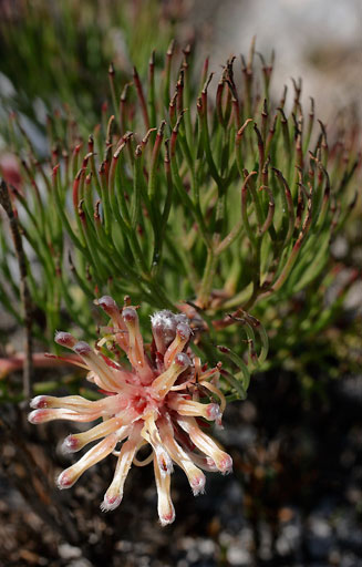 Serruria villosa (Golden spiderhead)
