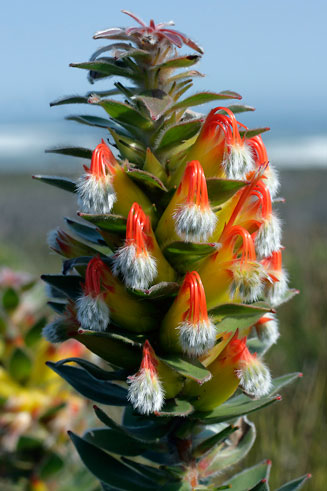 Mimetes fimbrifolius (Tree pagoda, Fringed pagoda)
