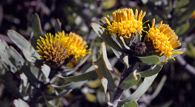 Leucospermum rodolentum (Sandveld pincushion)