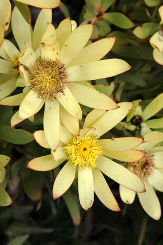Leucadendron sessile