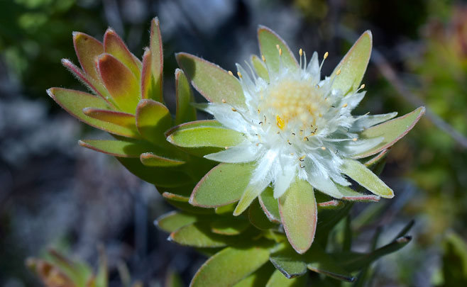 Diastella thymelaeoides