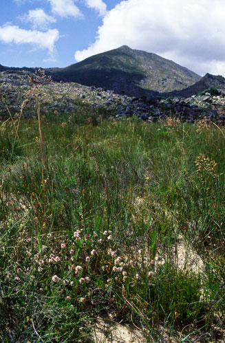 Serruria furcellata (Kraaifontein spiderhead)