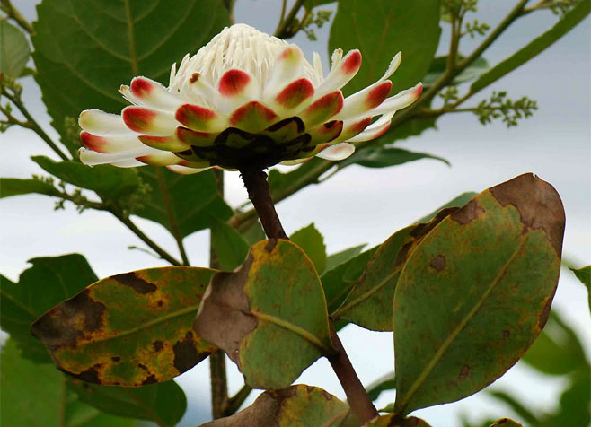 Protea madiensis (Tall woodland sugarbush)