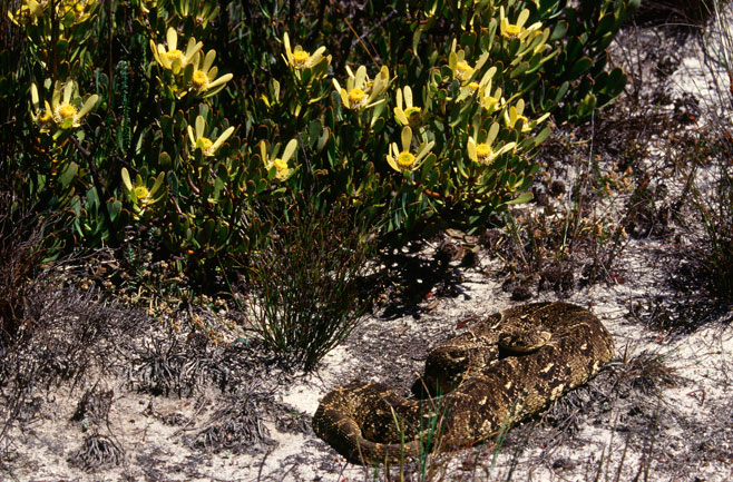 Leucadendron arcuatum