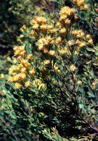 Leucadendron rubrum