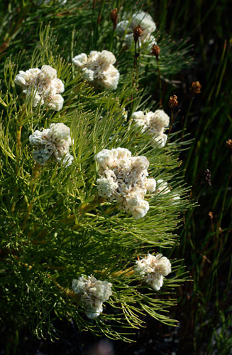 Serruria glomerata (Cluster spiderhead)