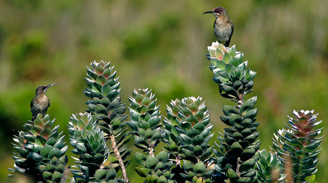 Mimetes argenteus (Silver pagoda)
