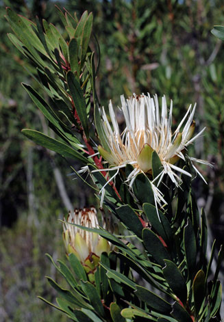 Protea lanceolata (Lance-leaf sugarbush)