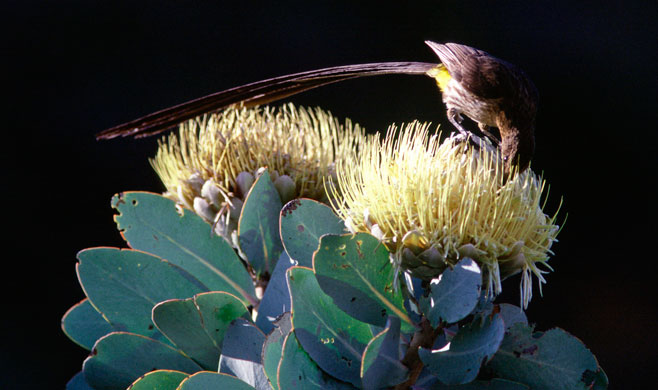 Protea nitida (Wagon tree)