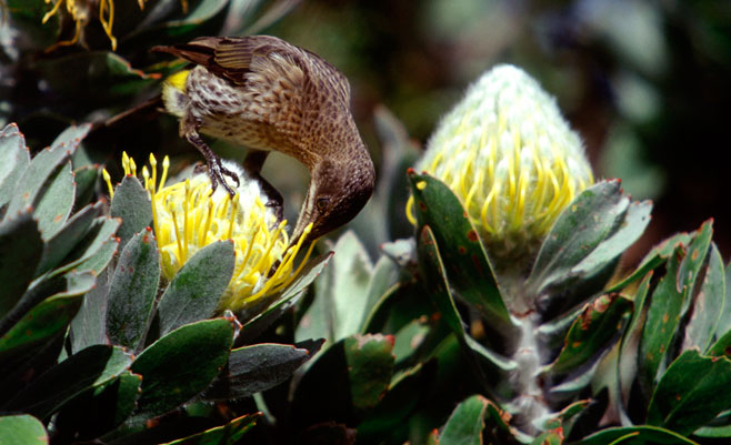 Leucospermum conocarpodendron (Grey tree pincushion, Green tree pincushion)