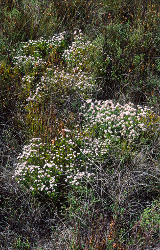 Spatalla tulbaghensis (Shaggy-hair spoon)