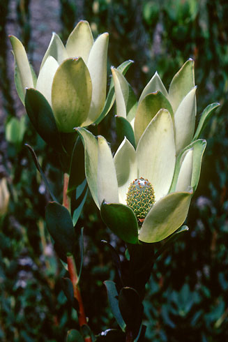 Leucadendron discolor