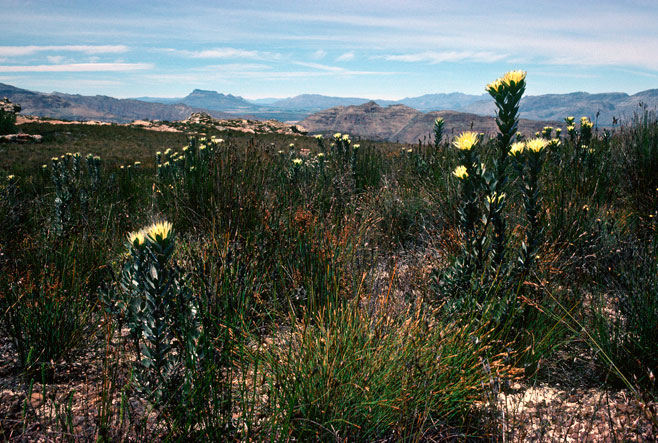 Leucadendron bonum