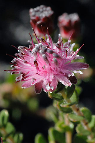 Diastella divaricata